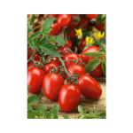 Seminte tomate Rio Grande Horti Tops 1 GR