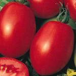 Seminte tomate Rio Grande PPZ 250 GR