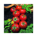 Seminte tomate St. Piere Horti Tops 1 GR