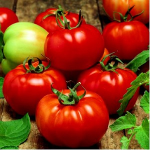 Seminte tomate Sultan F1 1000 sem