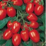 Seminte tomate Torquay F1 1000 sem