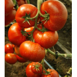 Seminte tomate Umagna F1 1000 sem