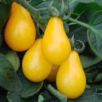 Seminte tomate Yellow Pearshaped Horti Tops 0.5 GR