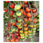 Seminte tomate cherry Cheramy F1 100 sem