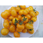 Seminte tomate cherry Goldwin F1 250 sem