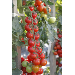 Seminte tomate cherry Minoprio F1 250 sem