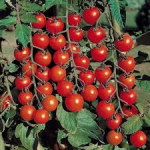Seminte tomate cherry Red Tim Cherry Horti Tops 0.5 GR