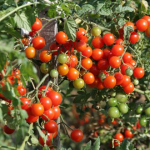 Seminte tomate cherry Tuttifrutti F1 250 sem