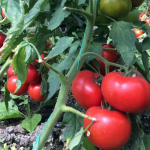 Seminte tomate estratimpurii Vasanta F1 100 sem