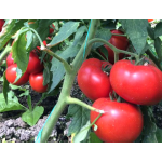 Seminte tomate extratimpurii Vasanta F1 1000 sem