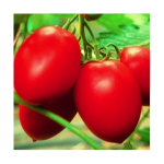 Seminte tomate prunisoara Colibri F1 250 sem