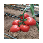 Seminte tomate roz Kongo F1 250 sem