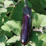 Seminte vinete Long Purple PPZ 50 GR