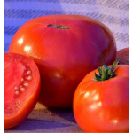 Seminte tomate Ghittia 3000 sem