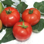Seminte tomate Kalina F1 2500 sem