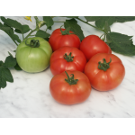 Seminte tomate Reyana F1 2500 sem
