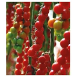 Seminte tomate cherry Tropical F1 100 sem