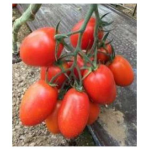 Seminte tomate prunisoara Oceano F1 500 sem