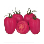 Seminte tomate roz Pink Pioneer F1 500 sem