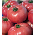 Seminte tomate roz VP1 250 sem