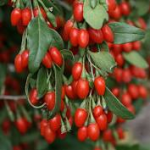 Seminte goji berry Florian (150 seminte)