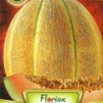 Seminte pepene galben Hibrid 15 F1 Florian 1 gr