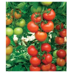 Seminte tomate Antalya RN F1 1000 sem