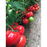 Seminte tomate Eurasia F1 1000 sem