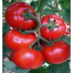 Seminte tomate Gonul F1 1000 sem