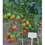 Seminte tomate Inima de bou Deko F1 100 sem