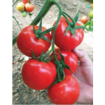 Seminte tomate Nemesis F1 1000 sem