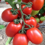 Seminte tomate Peradur F1 1000 sem