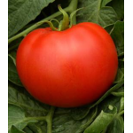 Seminte tomate Rhodia F1 500 sem