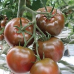 Seminte tomate Sacher F1 250 sem