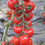 Seminte tomate Yeniceri F1 100 sem