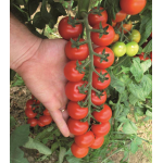 Seminte tomate cherry Tudor F1 100 sem