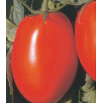 Seminte tomate prunisoare Templar F1 1000 sem
