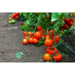 Seminte tomate timpurii Oltena F1 100 sem