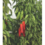 Seminte ardei kapia Archivarius F1 (250 seminte)