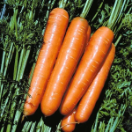 Seminte morcovi Lunga di Nantes Raci Sementi 100 gr