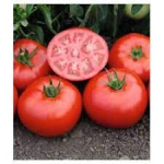 Seminte tomate Campbell 33 Raci Sementi 100 gr