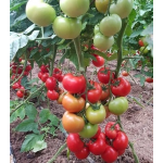 Seminte tomate Ciciu F1 500 sem