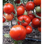 Seminte tomate Kaponet F1 500 sem