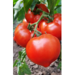 Seminte tomate Melanet F1 500 sem