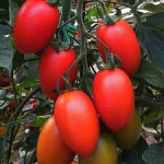 Seminte tomate Missouri prunisoare Raci Sementi 500 gr