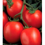 Seminte tomate Perfectpeel F1 10 000 sem