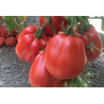 Seminte tomate Rugantino F1 1000 sem
