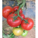 Seminte tomate Yigido F1 500 sem