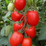 Seminte tomate prunisoara Byelsa F1 250 sem