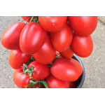 Seminte tomate prunisoara Giacomo F1 100 sem